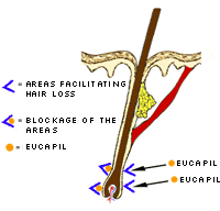 Mechanism of action